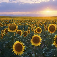 Every Sunflower