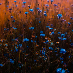 My Beloved, Eternally