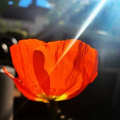 Wild And Precious Life