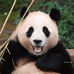 9277  Thích Hôn  remix