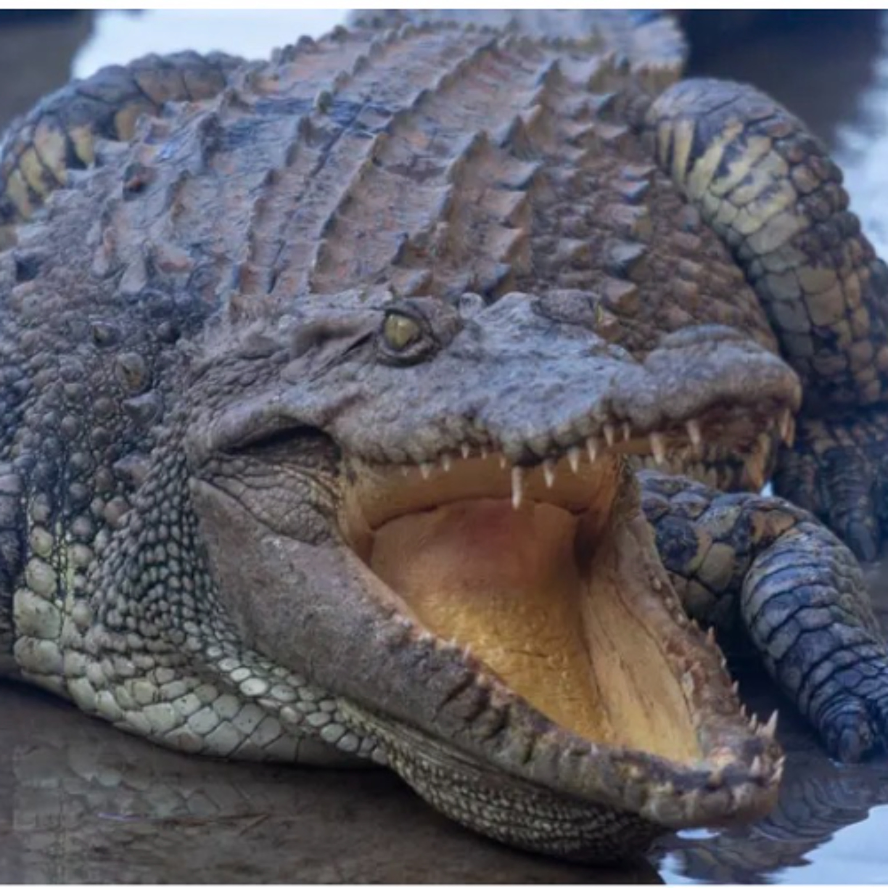 Fake fact check: Crocodiles found in  a Suburban Pool