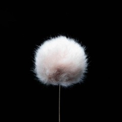 DPA AIR1 on 6060 Subminiature Lavalier at three wind speeds (2.5 m/s, 5 m/s, and 7.5 m/s)