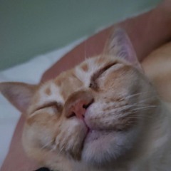 Burmese cat purring