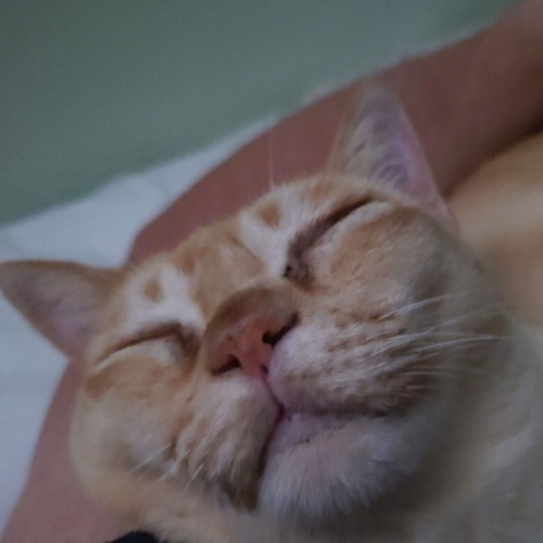 Burmese cat purring