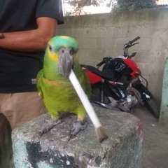 FUNK NÃO BINÁRIO (( DJ KOALA6 x DJ ENGRAÇADO ))