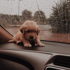 Build Me Up Buttercup Cover -  / Aesthetic