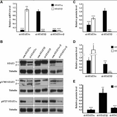 Differential Silencing of STAT3 Isoforms Leads to Changes in STAT3 Activation