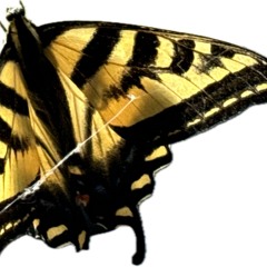 test twenve