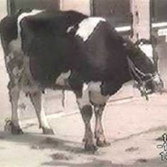 Tu leur a dis merci aux Vache !?
