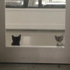 mol74 - グレイッシュ