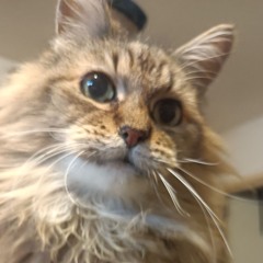 GARY NUMAN Are Friends Electric 5 (Cover by John IRIDIUM of Hyper Sensitive Perceptions)