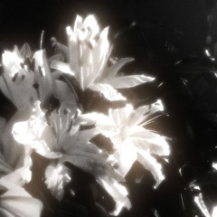 Peaceful Bliss (Demo)