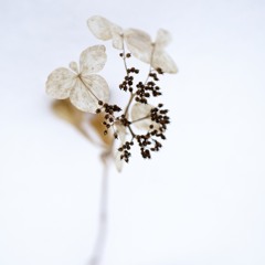 枯花