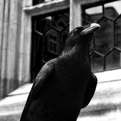 RAVEN