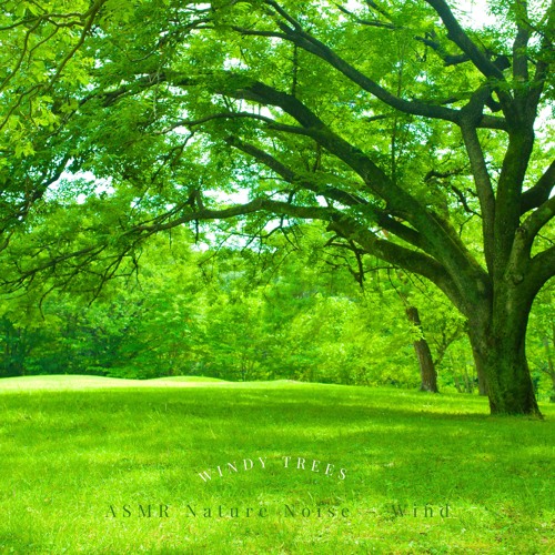 Stream ASMR Windy Trees by ASMR Nature Noise- Wind | Listen online for ...