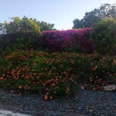 Roses and Clouds