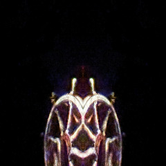 Rebirth