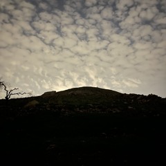 دار الولف
