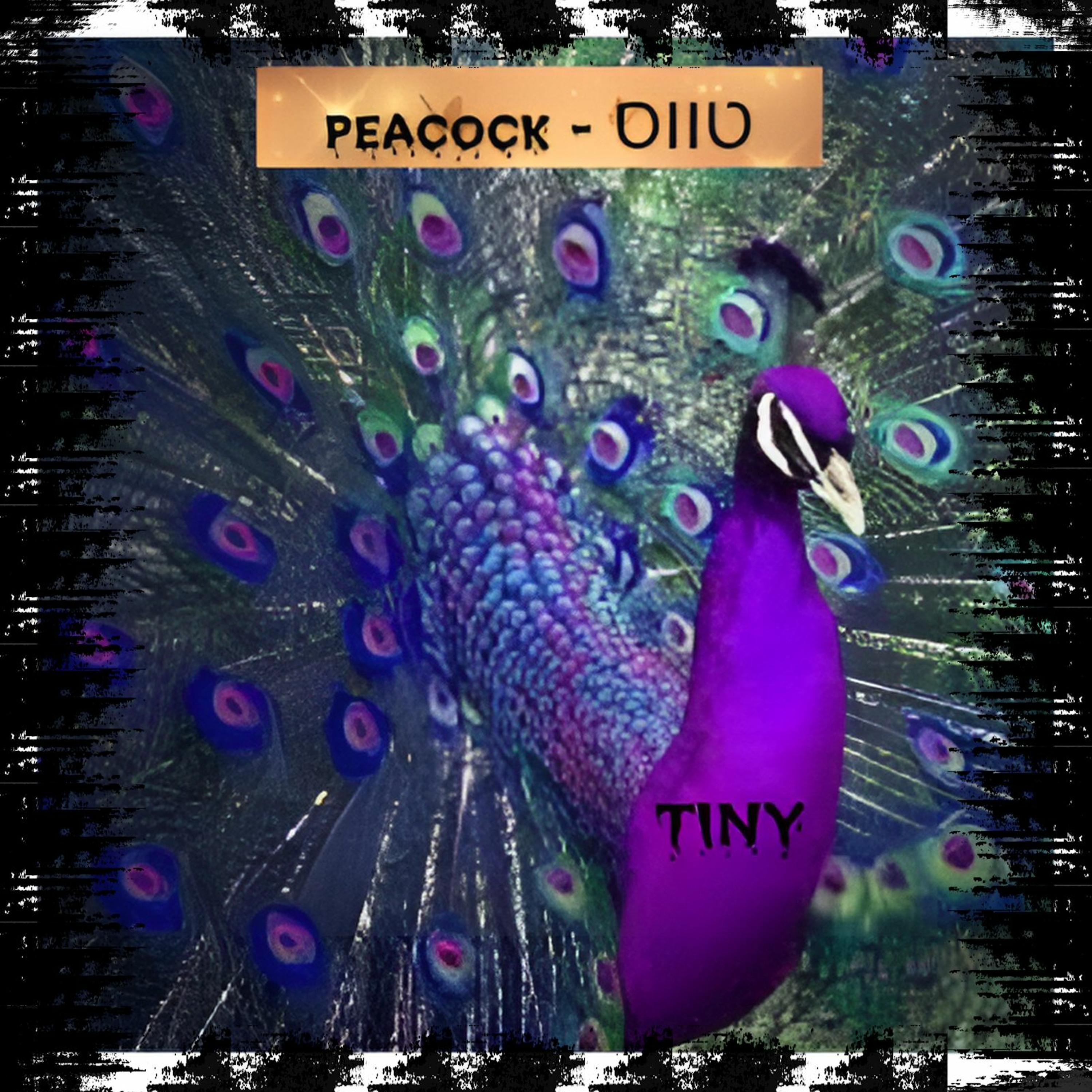 Peacock - טווס episode artwork