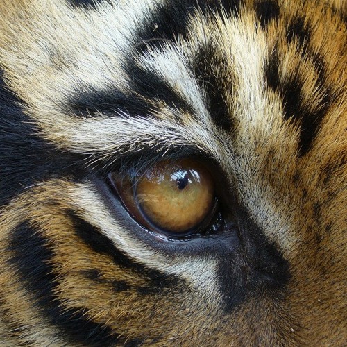 Survivor - Eye of the tiger