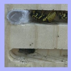 Day 4: A Sleeping Bug