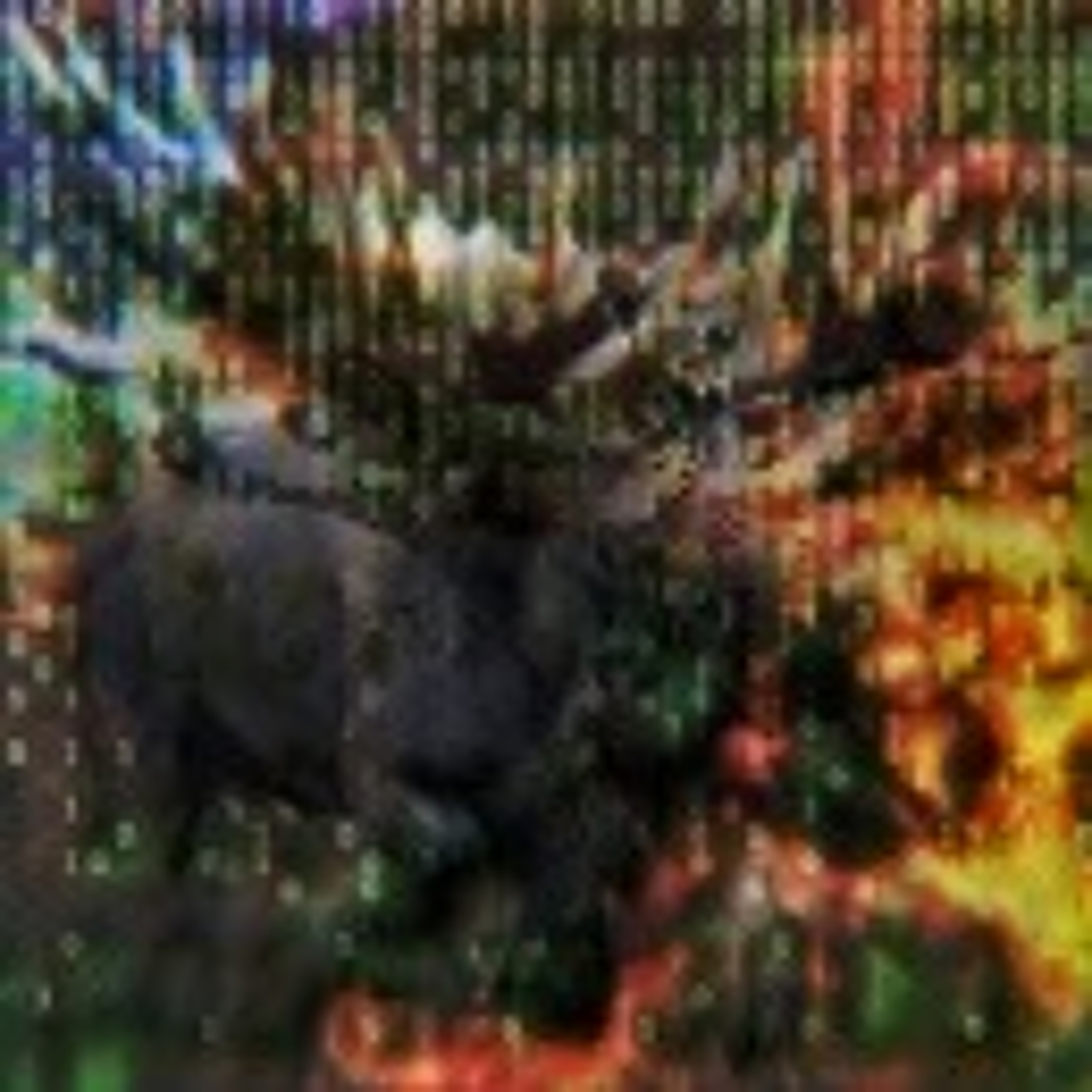 Ignore a moose episode artwork