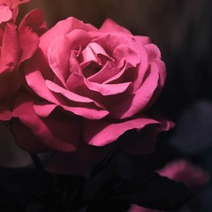 La Vie En Rose(Vocals Only)