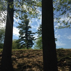 Rooted