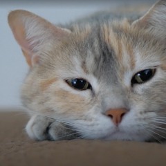 2020.12.08 a day in the life of a kitten