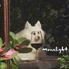 moonlight
