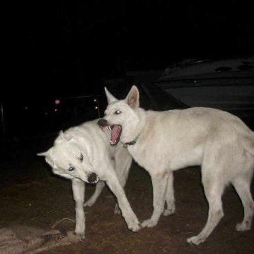 wifiskeleton - and i swear that i dont have a gun , no i dont have a gun