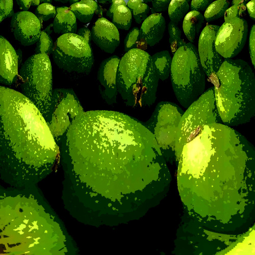 Green Walnut Time (naviarhaiku616)