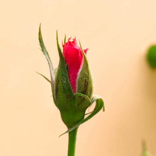 Bông hồng cũ - jh