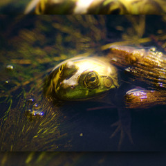The Frog's Last Day