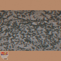 Come up (Rule the world too)