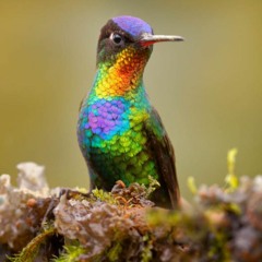 Hummingbird on his shoulder