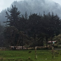 Wild Dog - Electro Sud Américaine #4