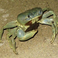 JAMAICAN JORGE - RAKE IT (FREESTYLE)