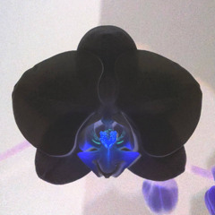 embody me (thirdeye)