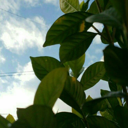 الجواهري 🍃
