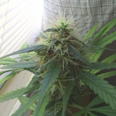 Differnt style rap 11 2018 #tunemeapp