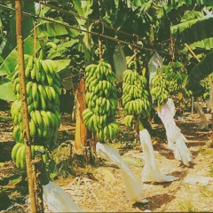 cuyamel - gen loss DEMO