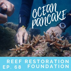 68 First Coral Spawning from Outplanted Corals by Reef Restoration Foundation
