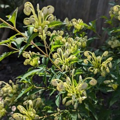 microphylla