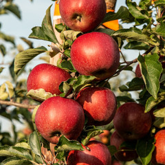"Let's focus on the apples," by Stephen Deatherage
