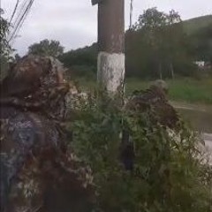 MC VC - EU VO LARGAR MINHA CASA E TRAFICAR NO JACARE TD2 [2020]