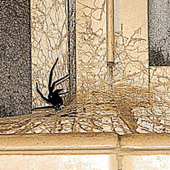 結晶 (crystals) (prod. 71V)