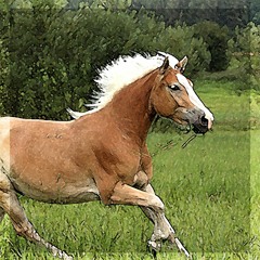 Palomino - Jim Needham