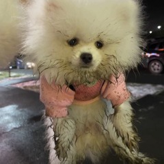 Tuborosho - Valentino