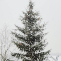 Yuletide